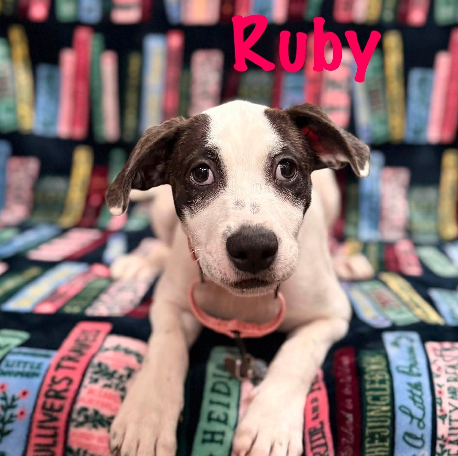 Enlarge Ruby, a Adoptable mixed breed in Albany, NY image 5/6