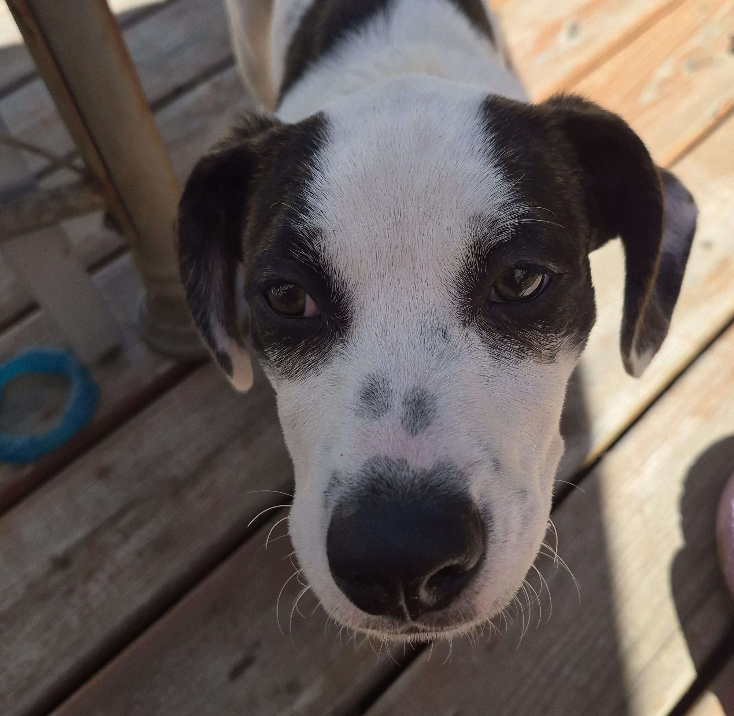 Enlarge Ruby, a Adoptable mixed breed in Albany, NY image 3/6
