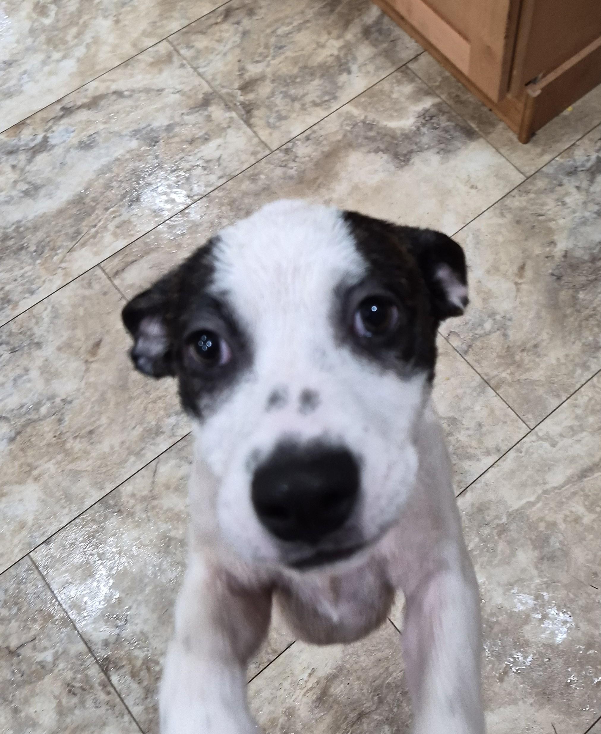 Enlarge Ruby, a Adoptable mixed breed in Albany, NY image 4/6