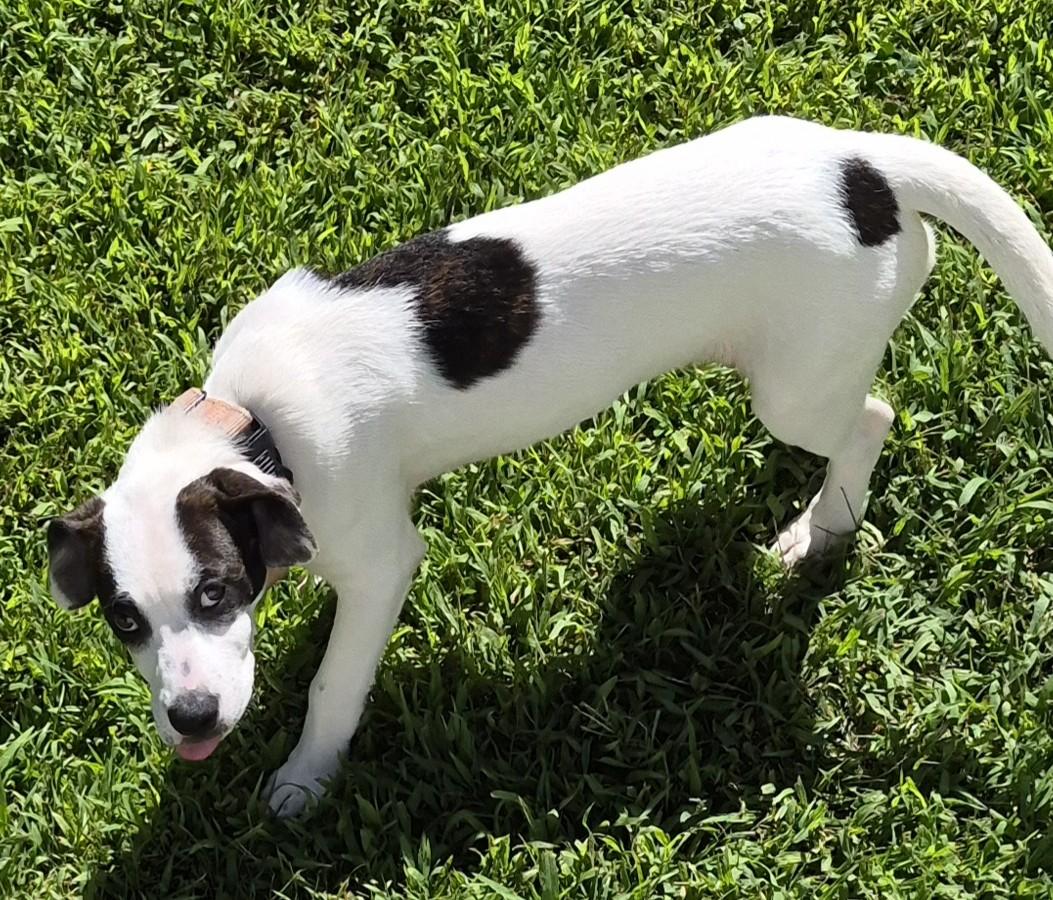 Enlarge Ruby, a Adoptable mixed breed in Albany, NY image 2/6