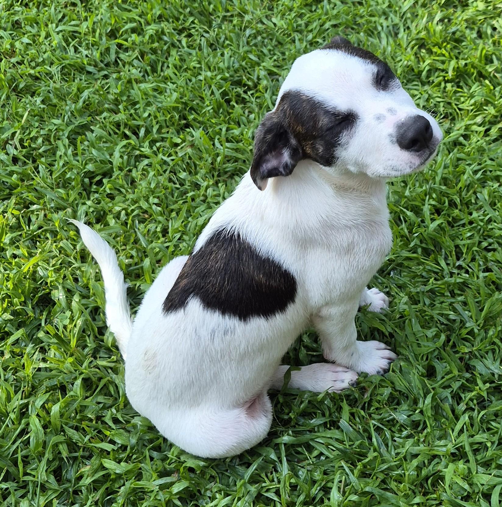 Ruby, Adoptable, Puppy Female Jack Russell Terrier.