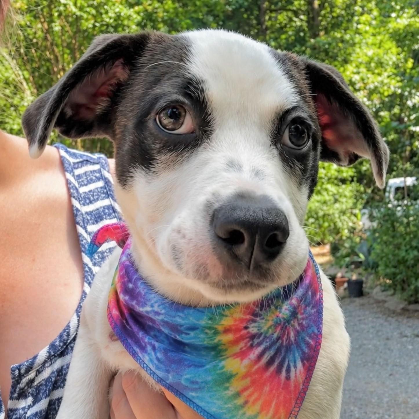 Enlarge Ruby, a Adoptable mixed breed in Albany, NY image 6/6