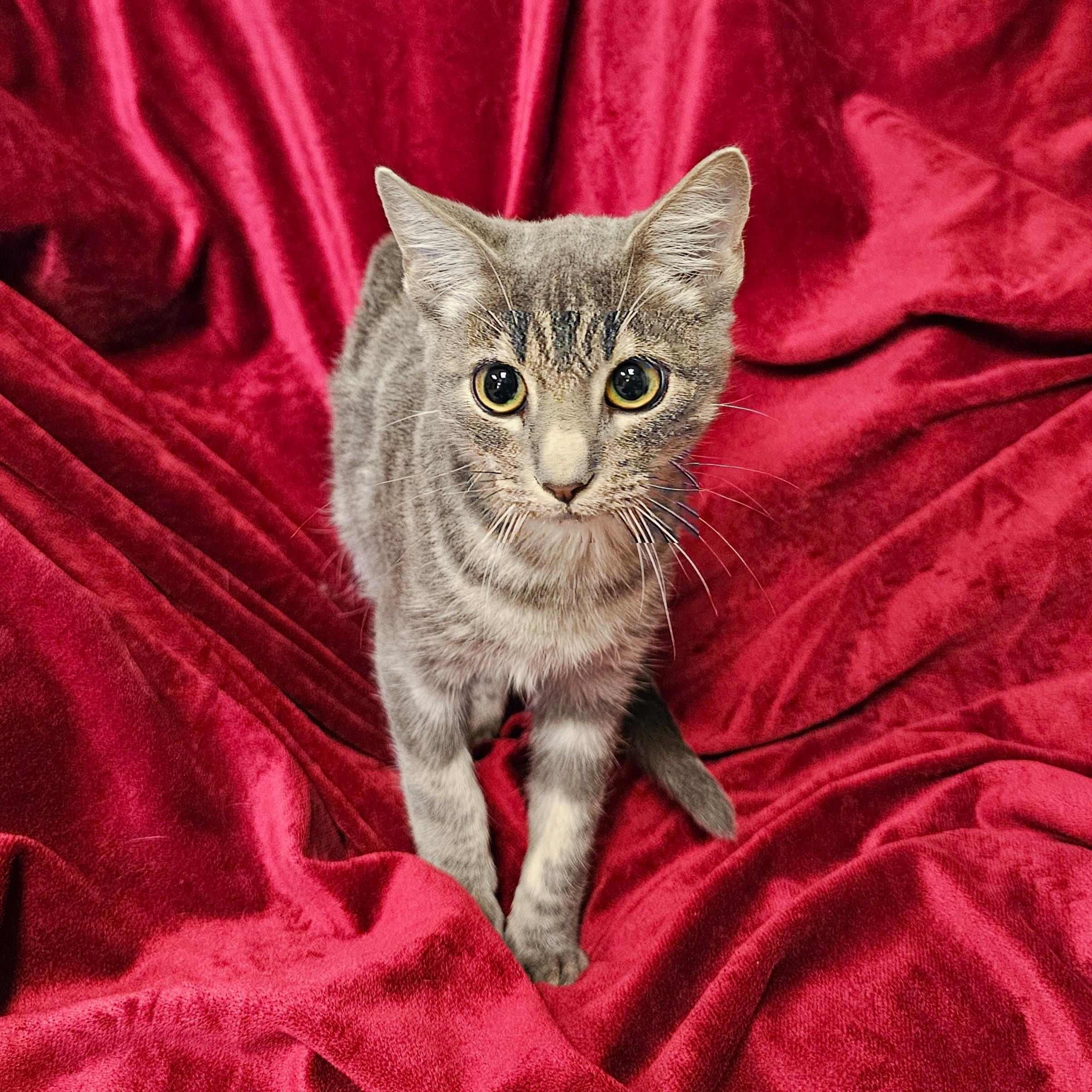 Enlarge Fuzz Lightyear, a Adoptable mixed breed in Searcy, AR image 3/4