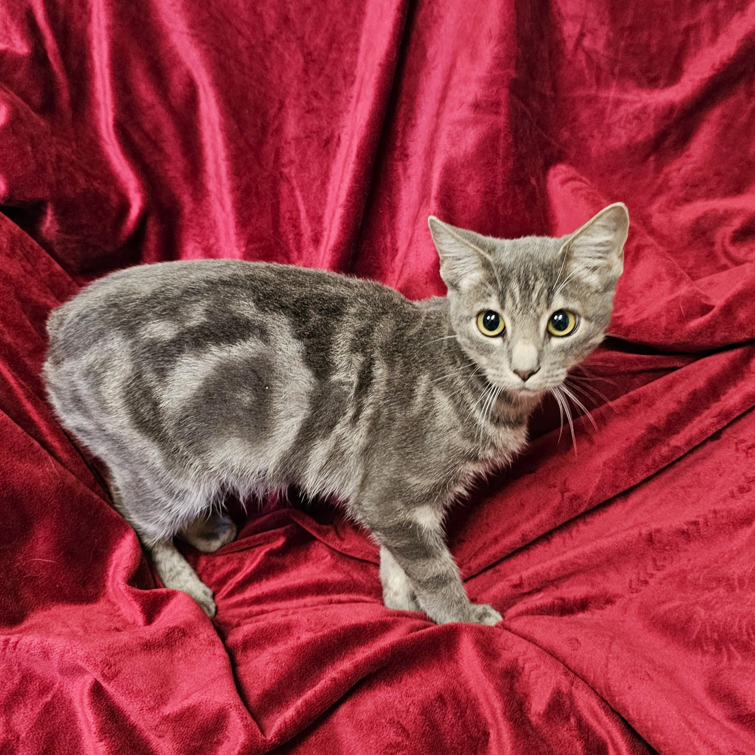 Enlarge Fuzz Lightyear, a Adoptable mixed breed in Searcy, AR image 4/4