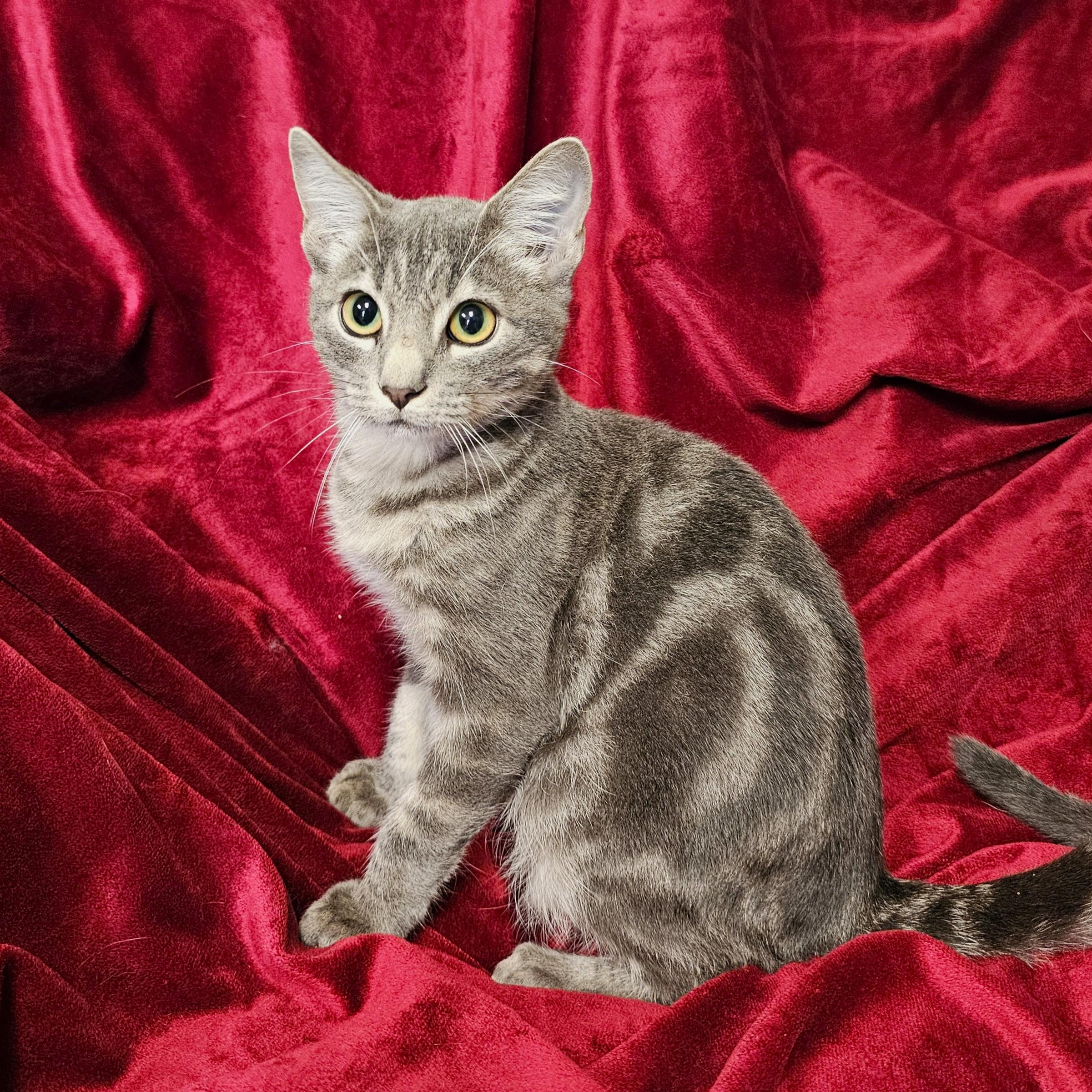 Enlarge Fuzz Lightyear, a Adoptable mixed breed in Searcy, AR image 1/4
