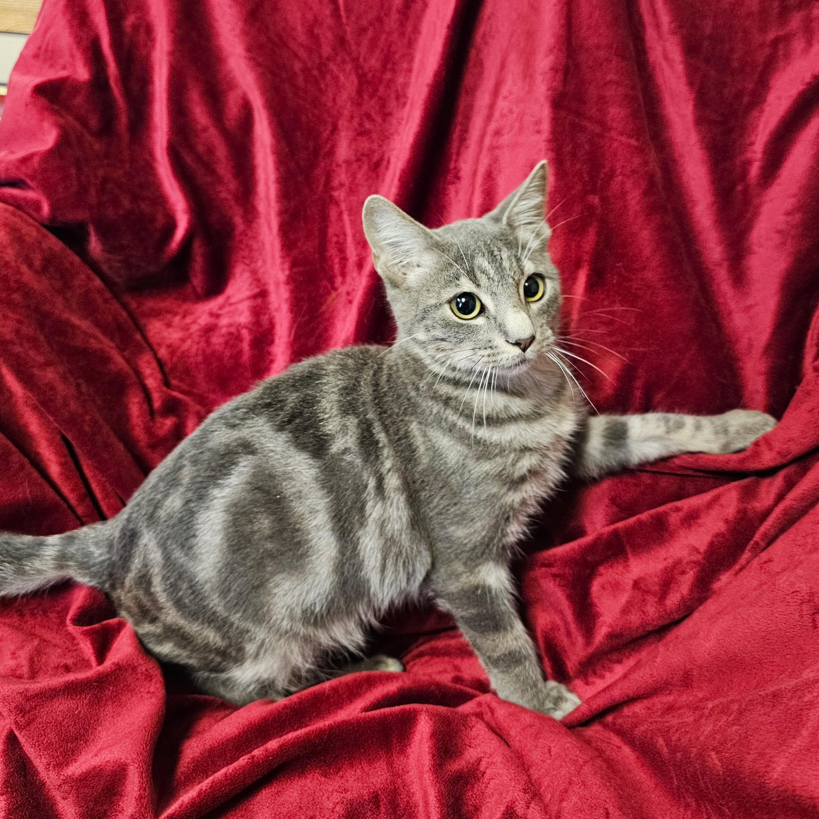 Enlarge Fuzz Lightyear, a Adoptable mixed breed in Searcy, AR image 2/4