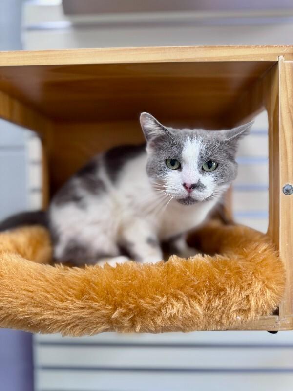 Jude, Adoptable, Adult Female Domestic Short Hair.