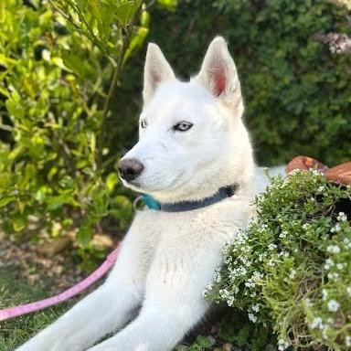 Enlarge Winter, a Adoptable Husky in Playa Vista, CA image 1/3