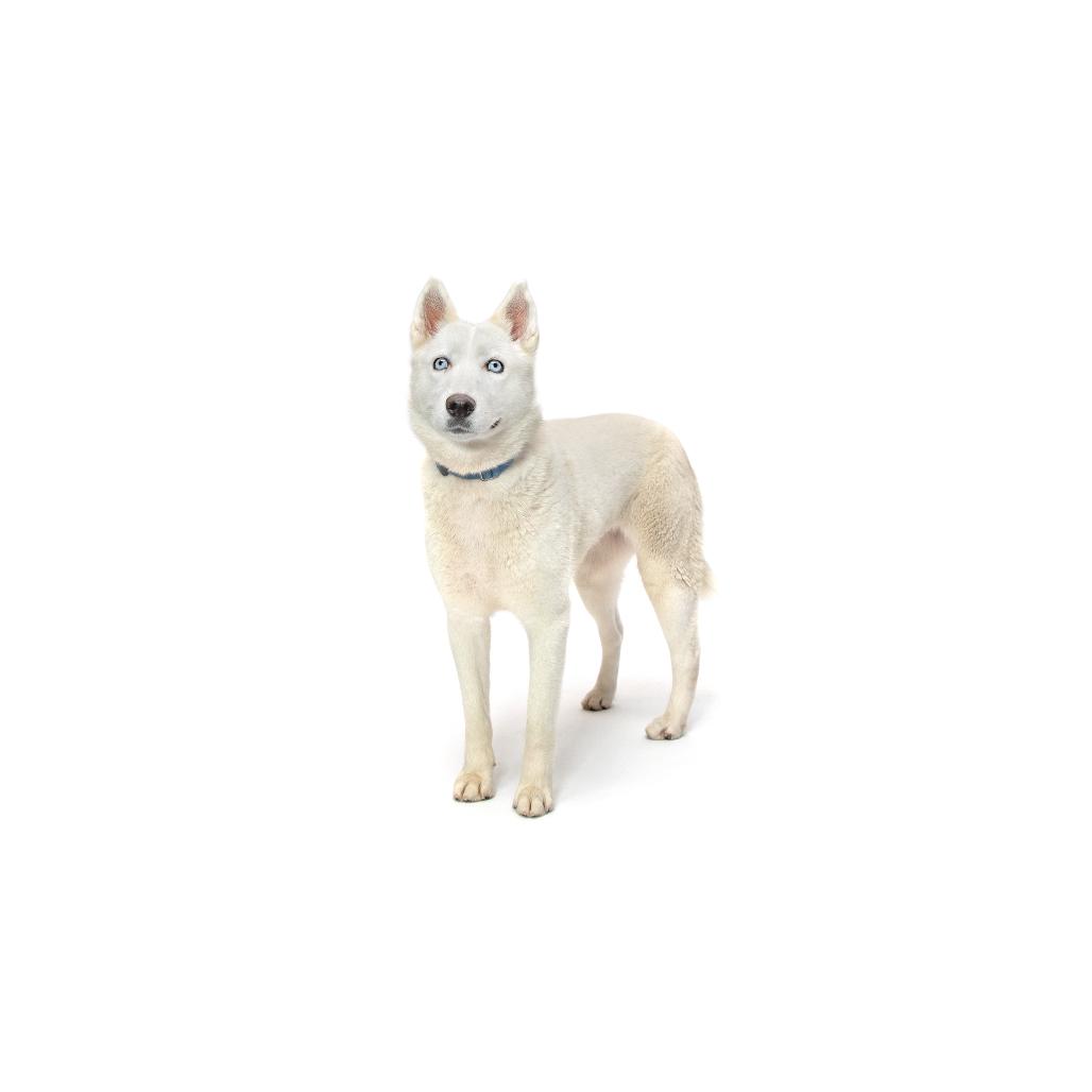 Enlarge Winter, a Adoptable Husky in Playa Vista, CA image 1/1