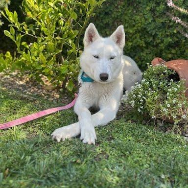 Enlarge Winter, a Adoptable Husky in Playa Vista, CA image 3/3
