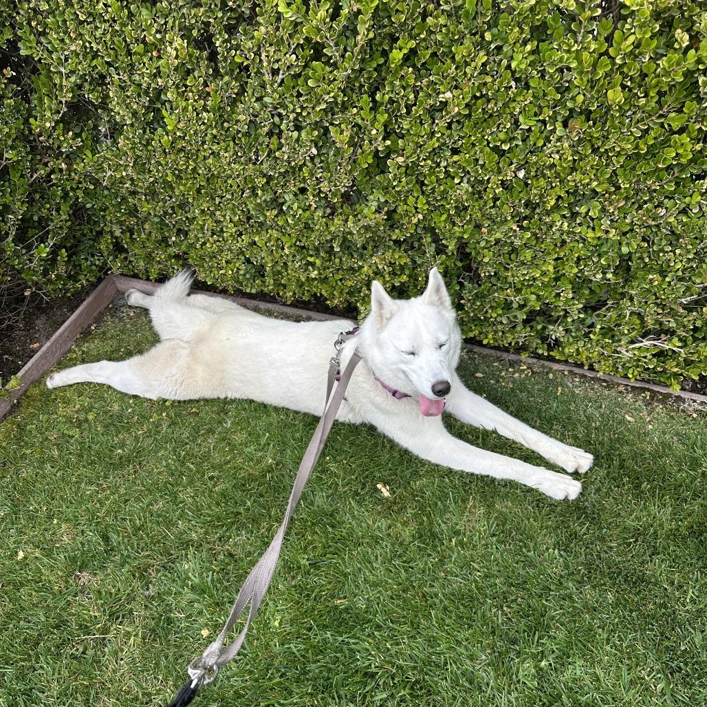 Winter, a Adoptable Husky in Playa Vista, CA image 5/6