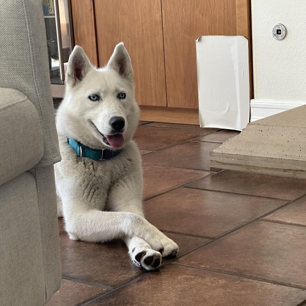 Winter, a Adoptable Husky in Playa Vista, CA image 6/6