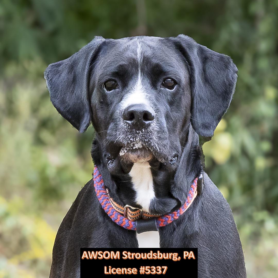 Enlarge Mady, a Adoptable mixed breed in Stroudsburg, PA image 2/2