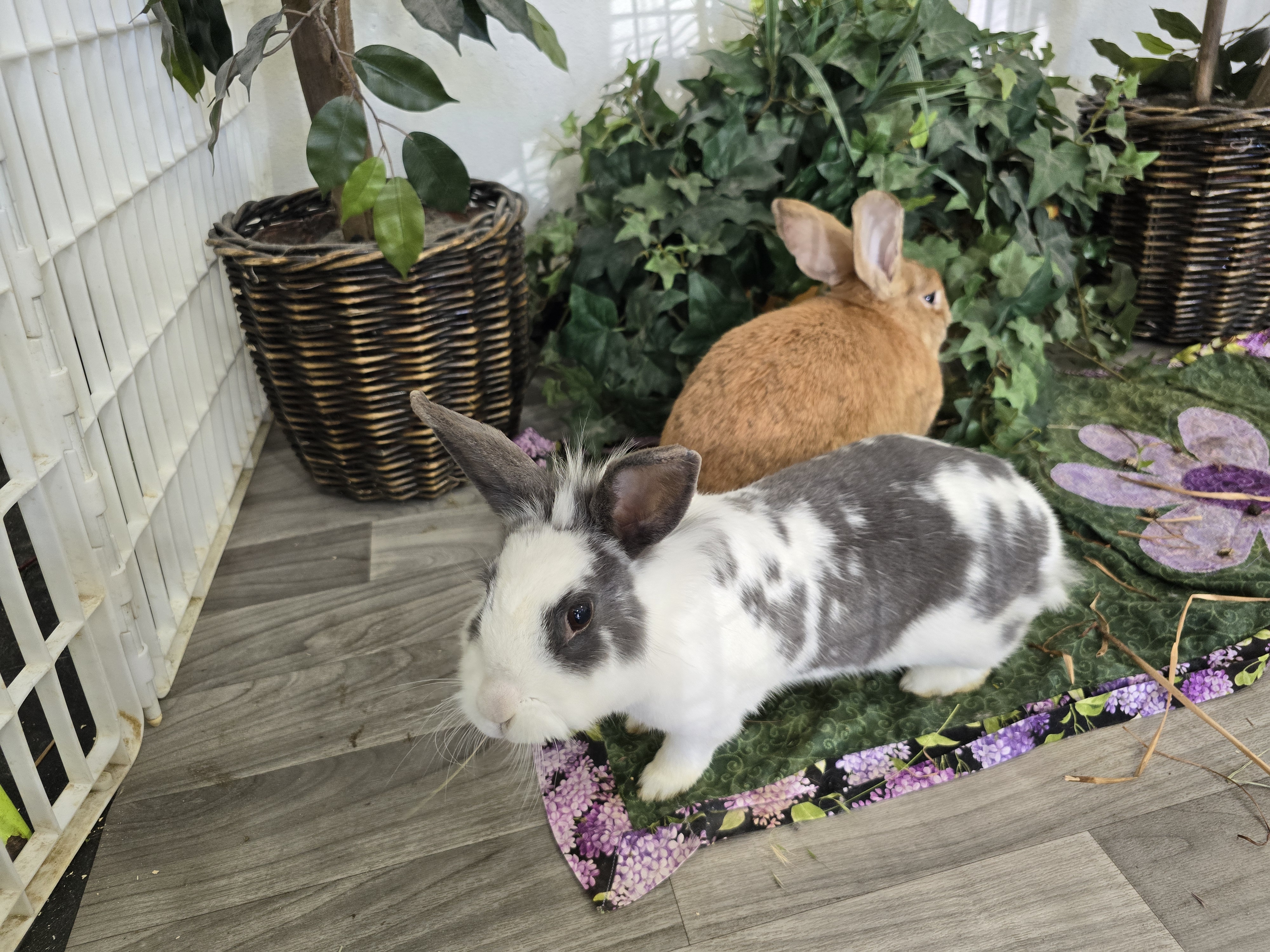 Ginger and Nala