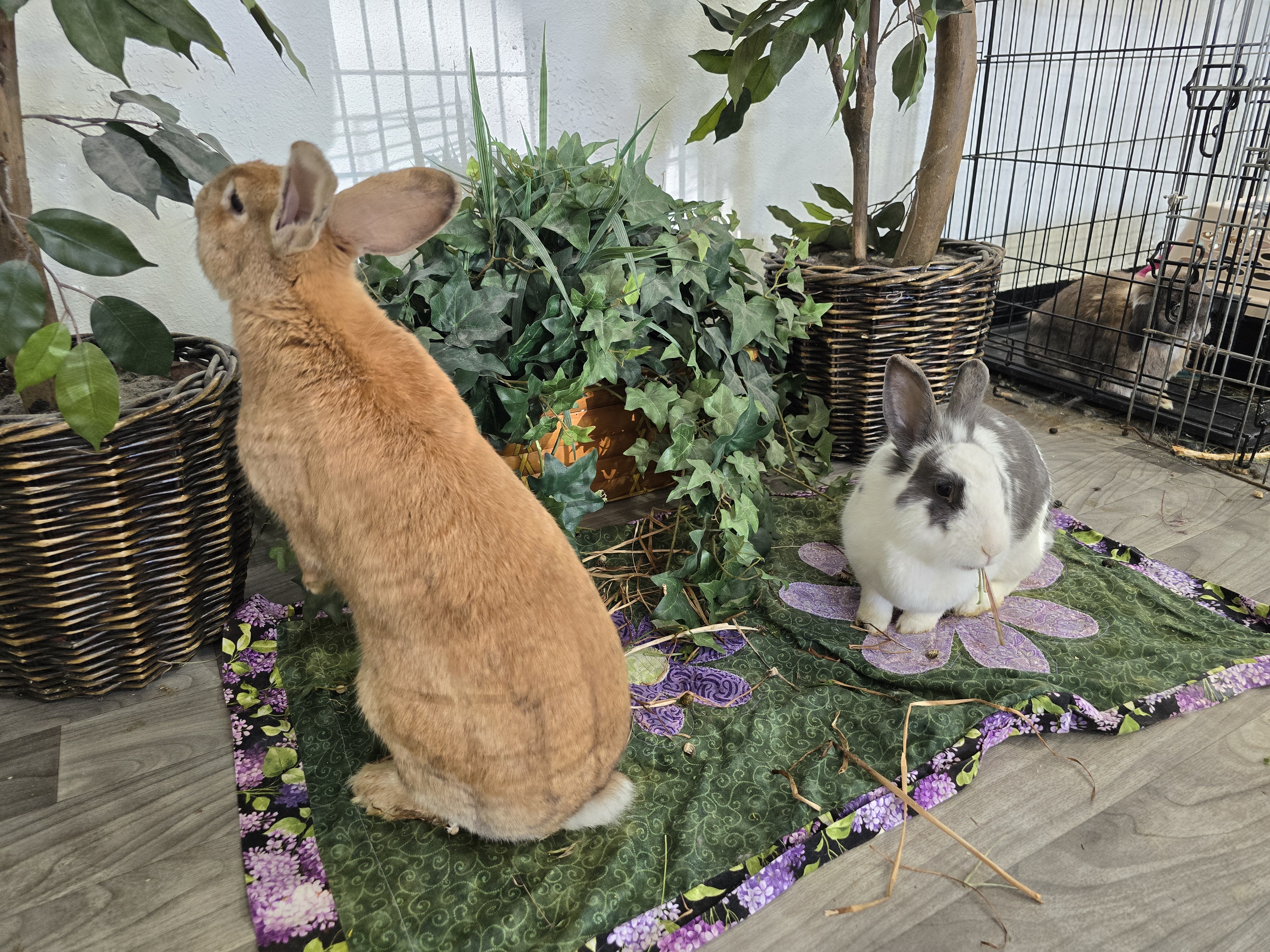 Ginger and Nala photo 4