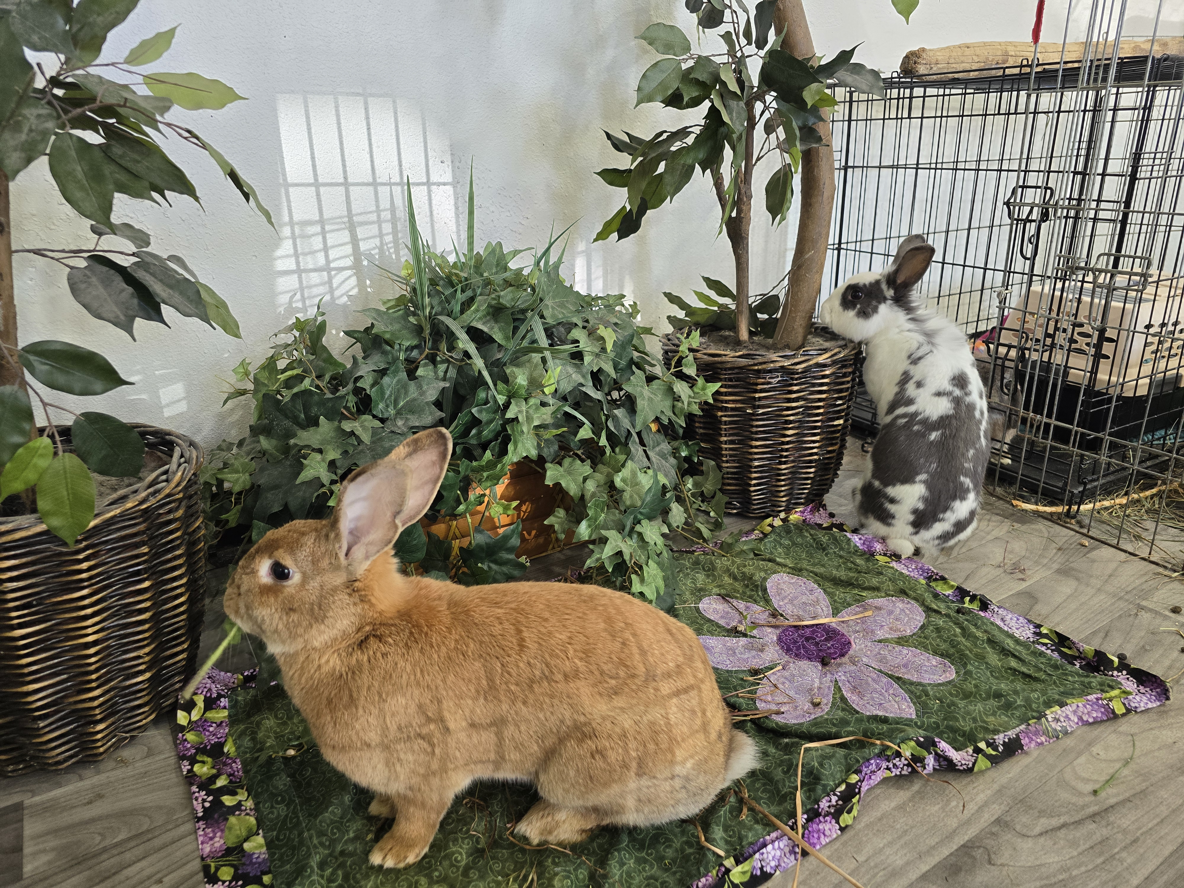 Ginger and Nala photo 5