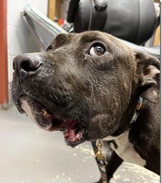 Gigi Sweetheart who is 2 years old 40 pounds, loves everyone !