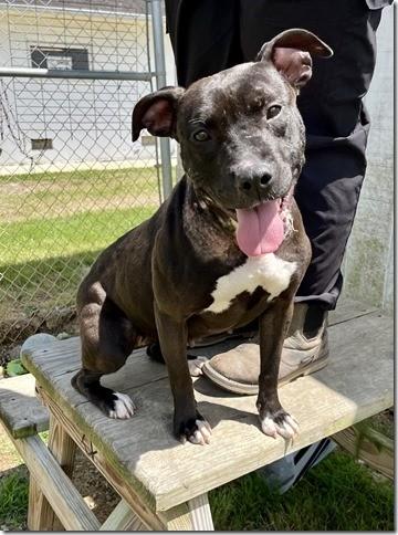 Gigi Sweetheart who is 2 years old 40 pounds, loves everyone !