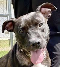 Gigi Sweetheart who is 2 years old 40 pounds, loves everyone !