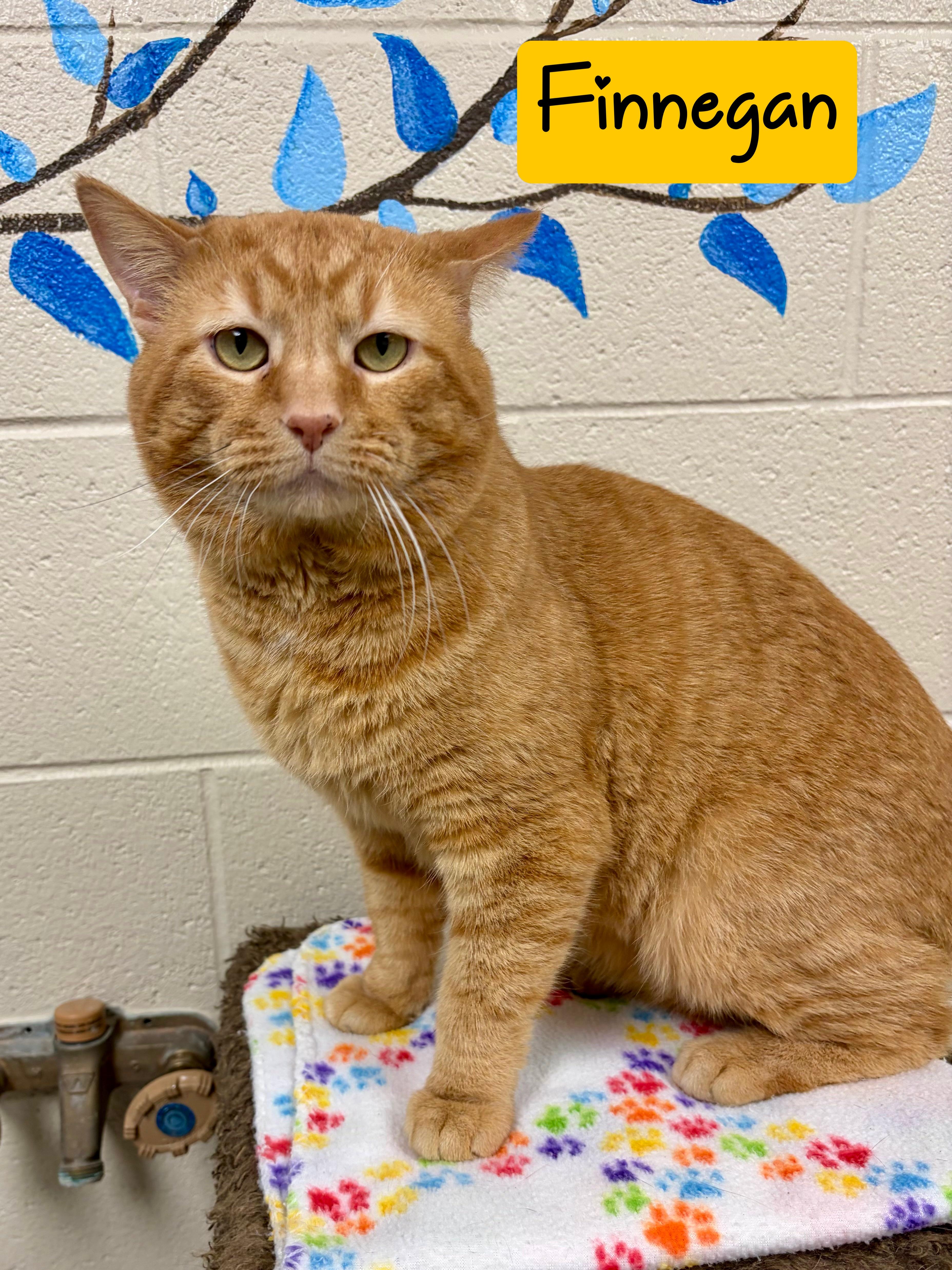 Enlarge Finnegan, an adopted mixed breed in Valparaiso, IN image 1/1