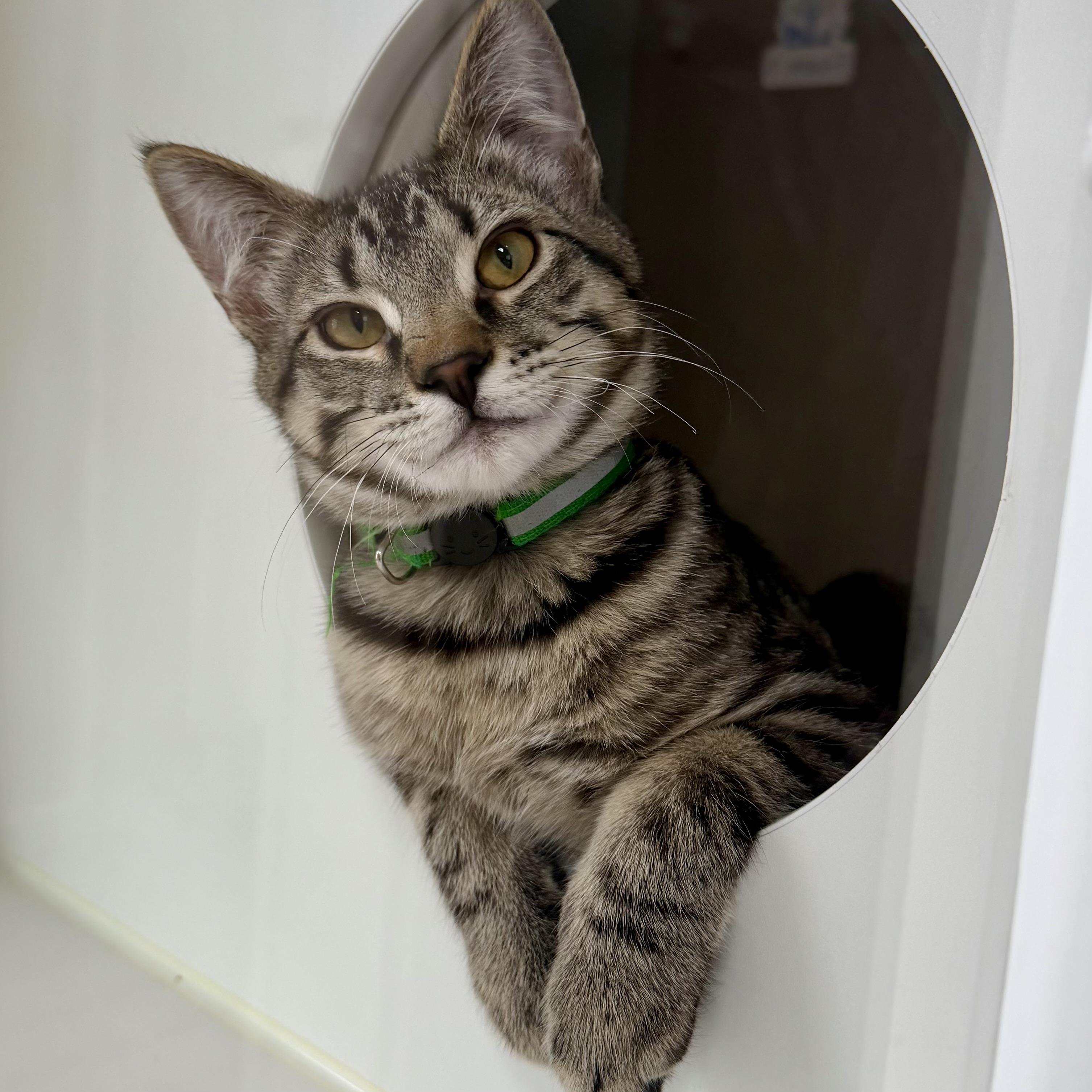 Stuffing, adoptable, Kitten Male Domestic Short Hair.