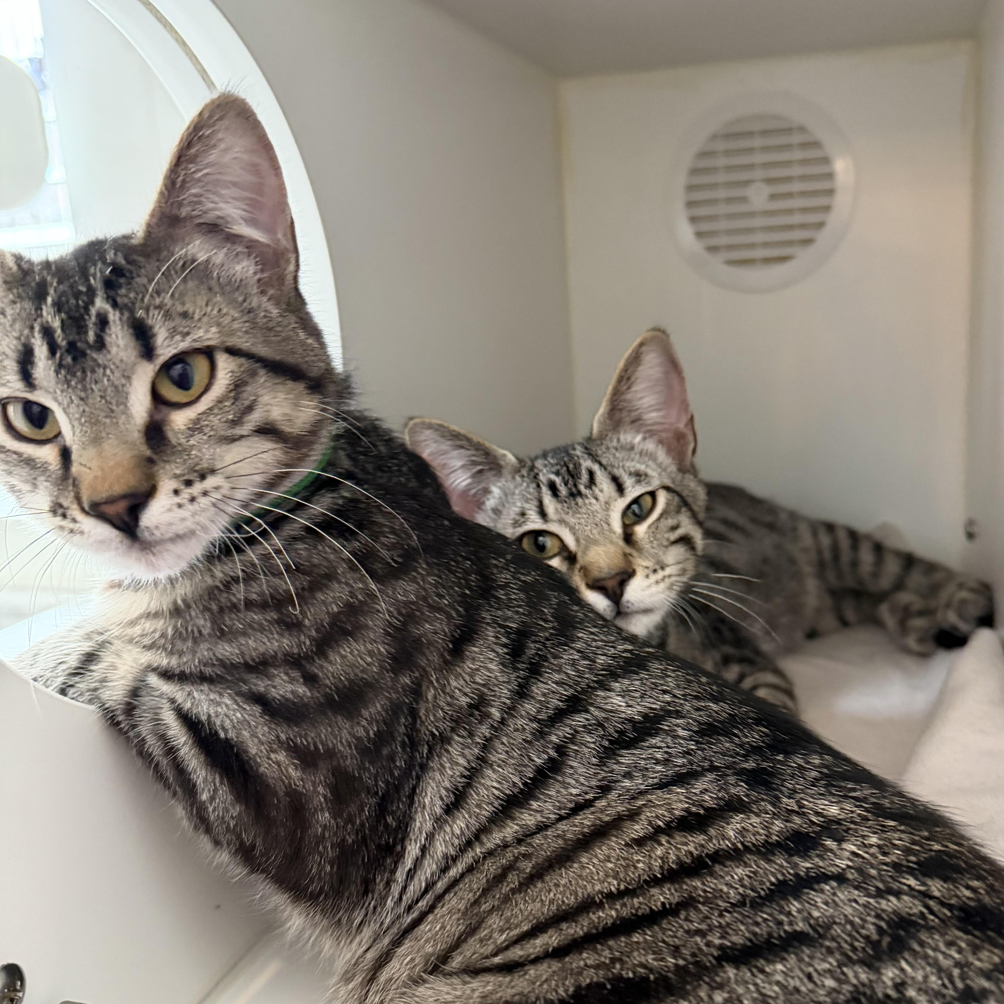 Enlarge Stuffing, an adoptable mixed breed in Libertyville, IL image 3/3