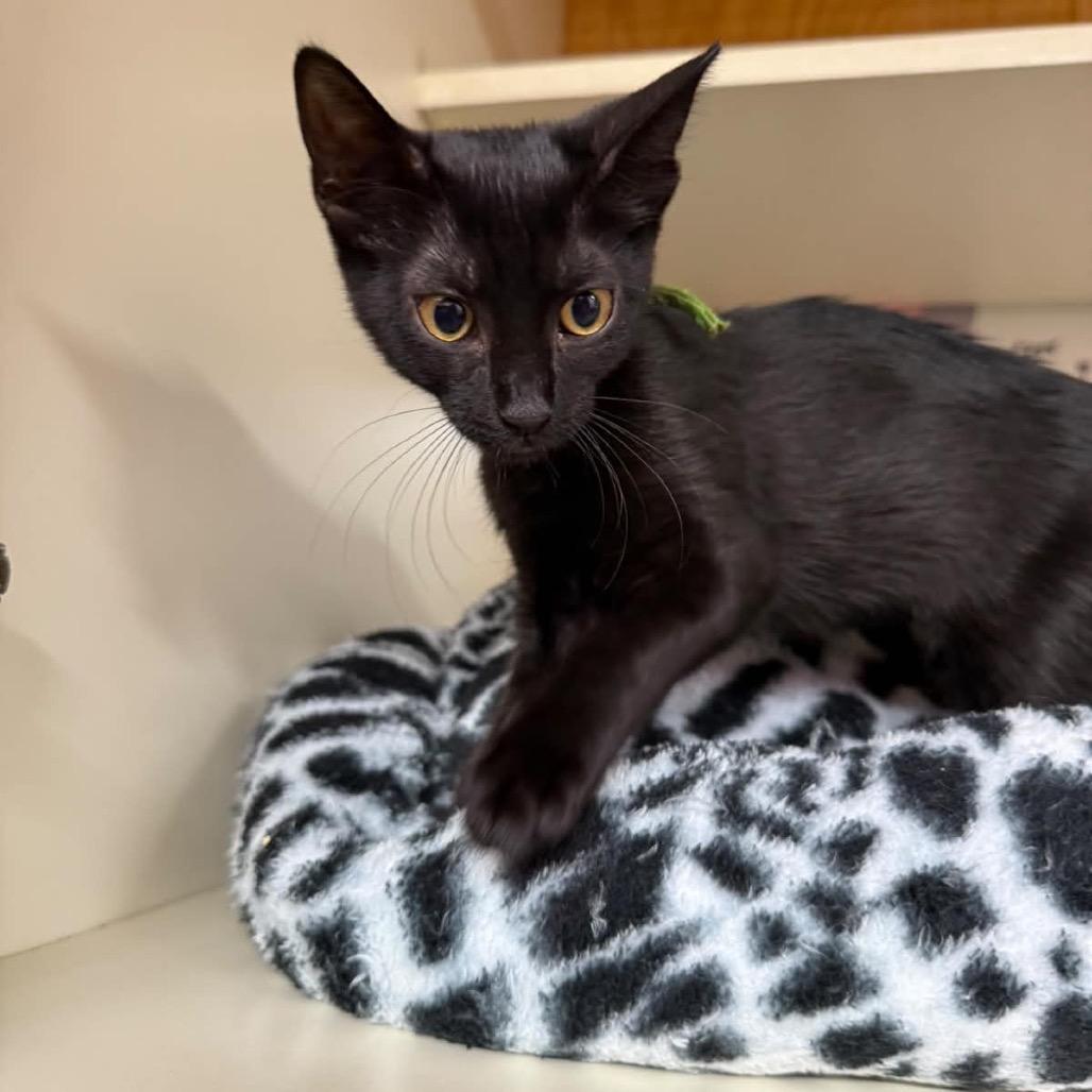 Vesper, Adoptable, Kitten Female Domestic Short Hair.