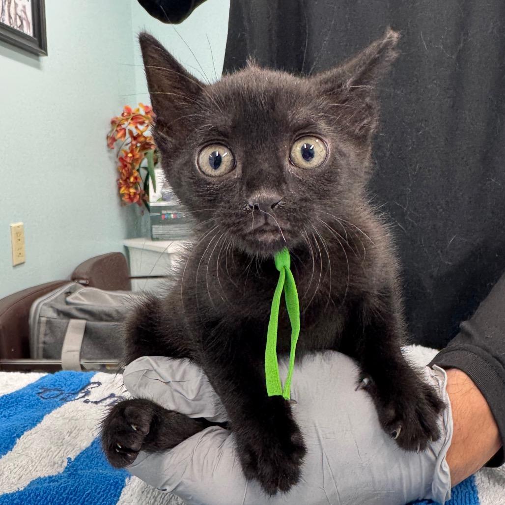 Enlarge Vesper, a Adoptable Domestic Short Hair in Lauderhill, FL image 2/5