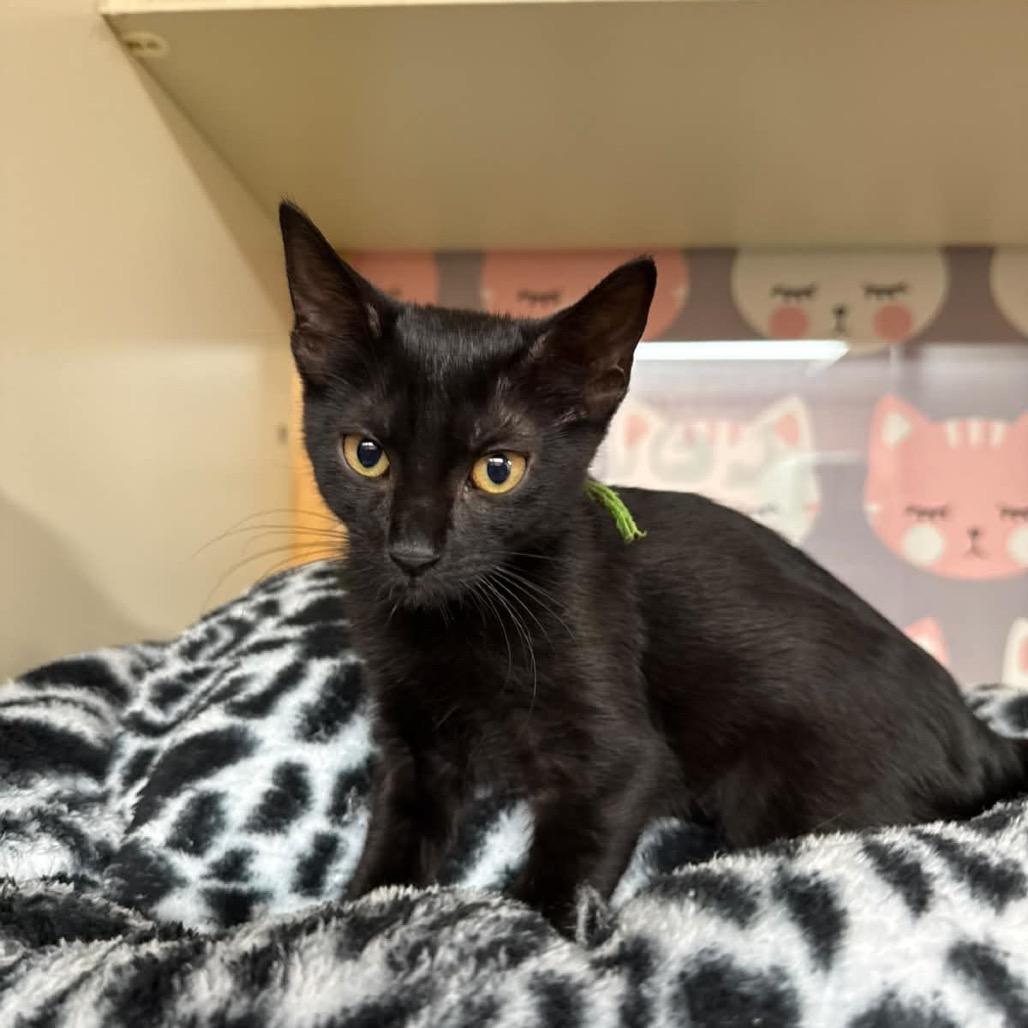 Enlarge Vesper, a Adoptable Domestic Short Hair in Lauderhill, FL image 4/5