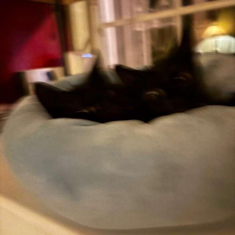 Enlarge Vesper, a Adoptable Domestic Short Hair in Lauderhill, FL image 5/5