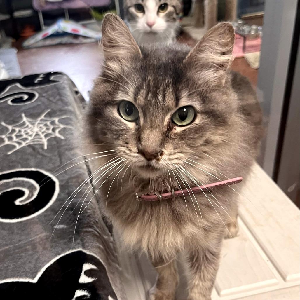 Catnip, Adoptable, Adult Female Domestic Long Hair.