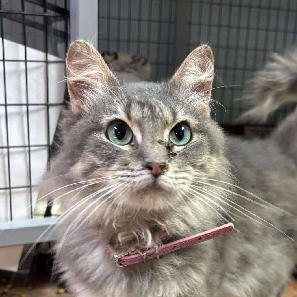 Enlarge Catnip, a Adoptable Domestic Long Hair in Clarksville, AR image 2/6