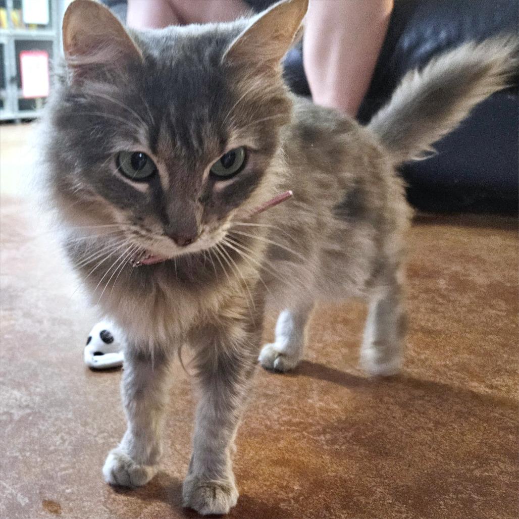 Enlarge Catnip, a Adoptable Domestic Long Hair in Clarksville, AR image 3/6