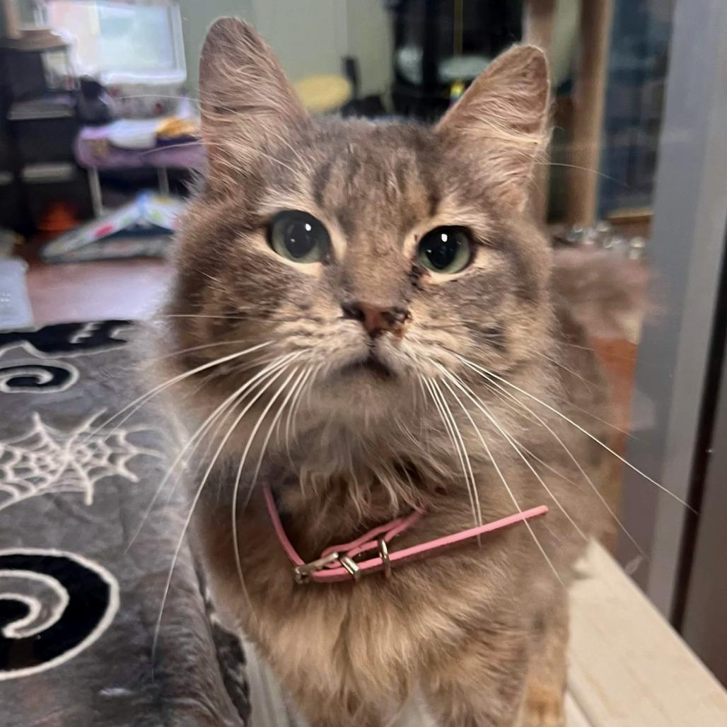 Enlarge Catnip, a Adoptable Domestic Long Hair in Clarksville, AR image 4/6
