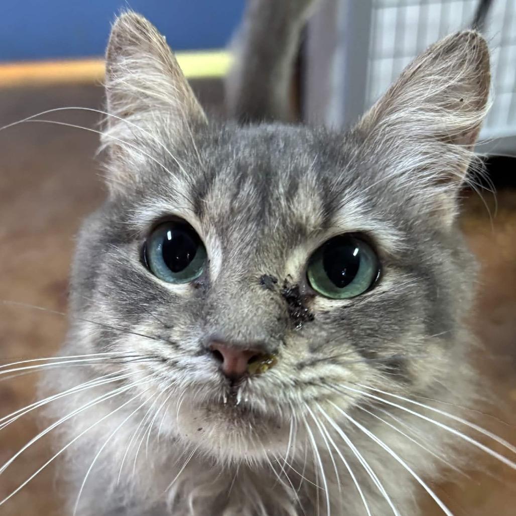 Enlarge Catnip, a Adoptable Domestic Long Hair in Clarksville, AR image 5/6