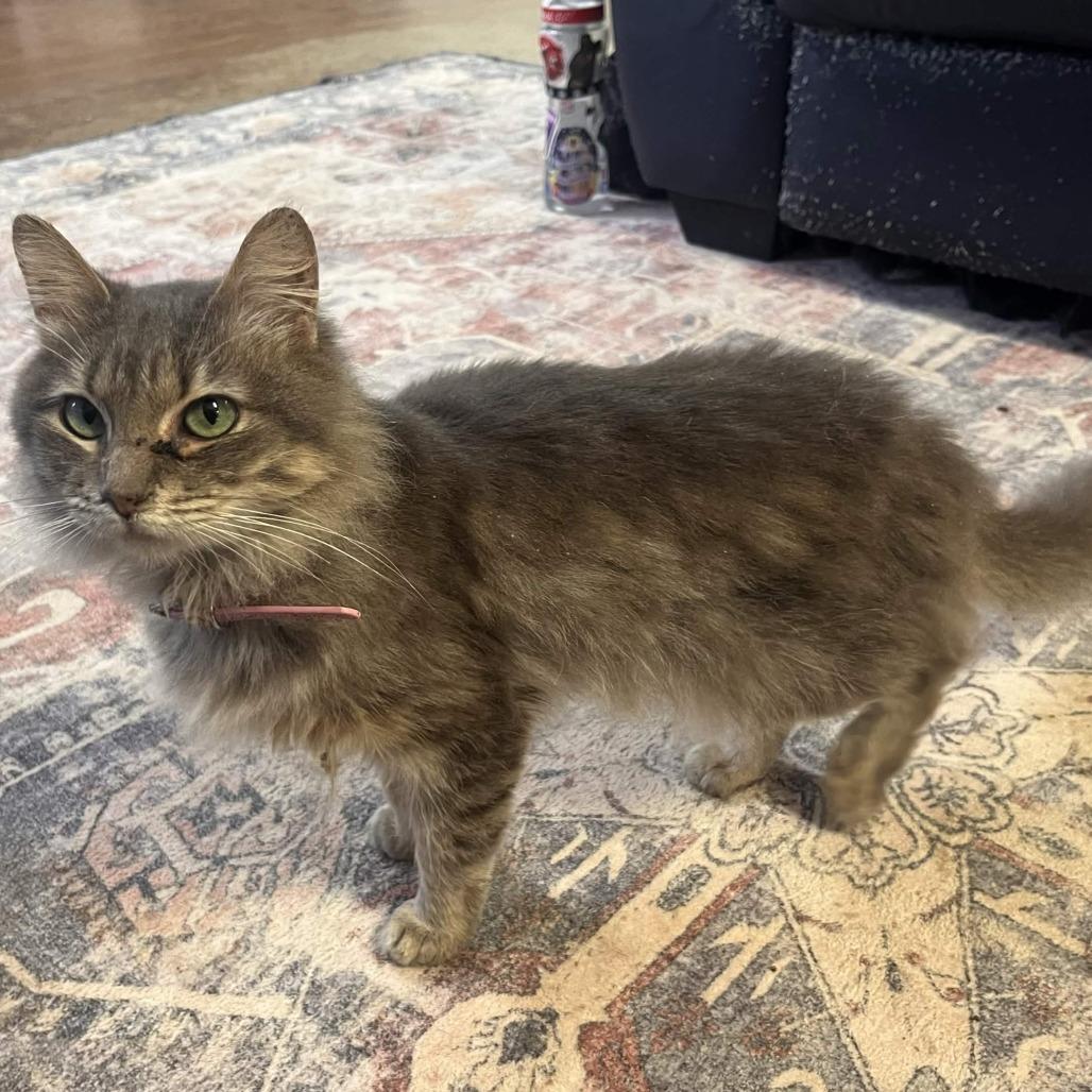 Enlarge Catnip, a Adoptable Domestic Long Hair in Clarksville, AR image 6/6