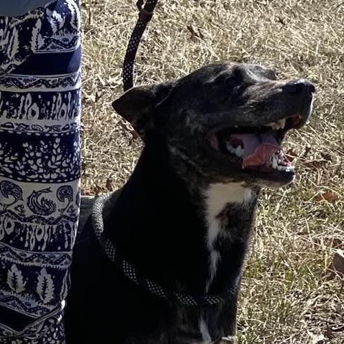 Enlarge Tilly, a Adoptable mixed breed in Wentzville, MO image 6/6