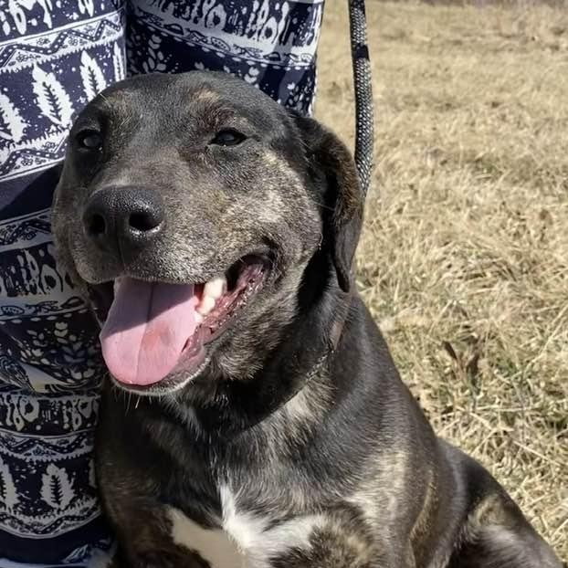 Tilly, Adoptable, Young Female Labrador Retriever & Hound.