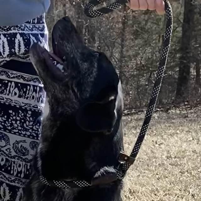 Enlarge Tilly, a Adoptable mixed breed in Wentzville, MO image 2/6