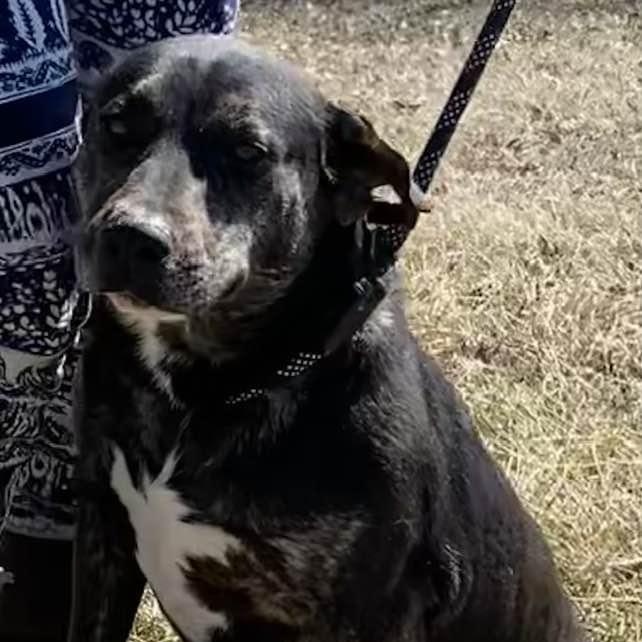 Enlarge Tilly, a Adoptable mixed breed in Wentzville, MO image 3/6