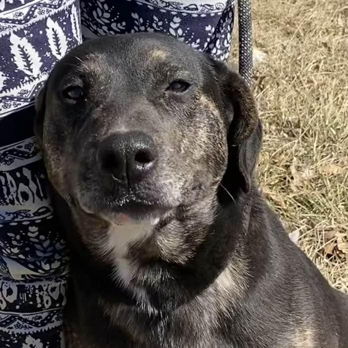 Enlarge Tilly, a Adoptable mixed breed in Wentzville, MO image 4/6