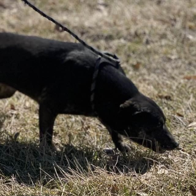 Enlarge Tilly, a Adoptable mixed breed in Wentzville, MO image 5/6