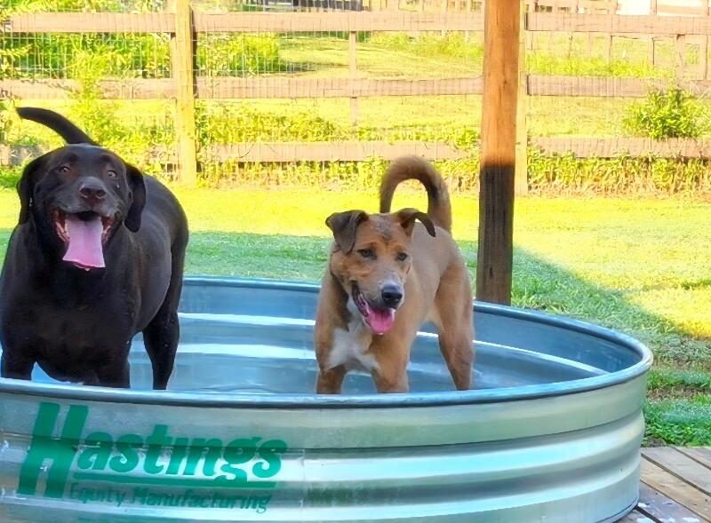 Enlarge Nova Sparkles Sweet Friend to All, a Adoptable mixed breed in Syracuse, NY image 4/6