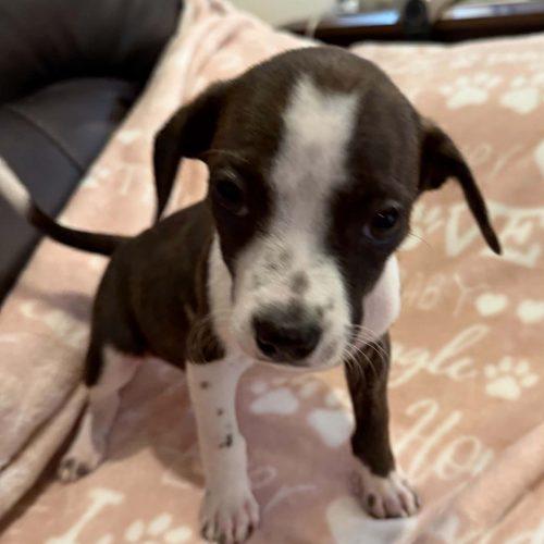 Gretchen 5834 D, Adoptable, Puppy Female Beagle & Feist.