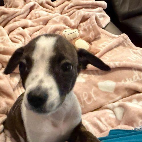Enlarge Gretchen 5834 D, a Adoptable mixed breed in Frankfort, KY image 2/5