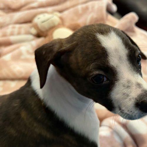 Enlarge Gretchen 5834 D, a Adoptable mixed breed in Frankfort, KY image 3/5