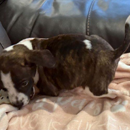 Enlarge Gretchen 5834 D, a Adoptable mixed breed in Frankfort, KY image 4/5