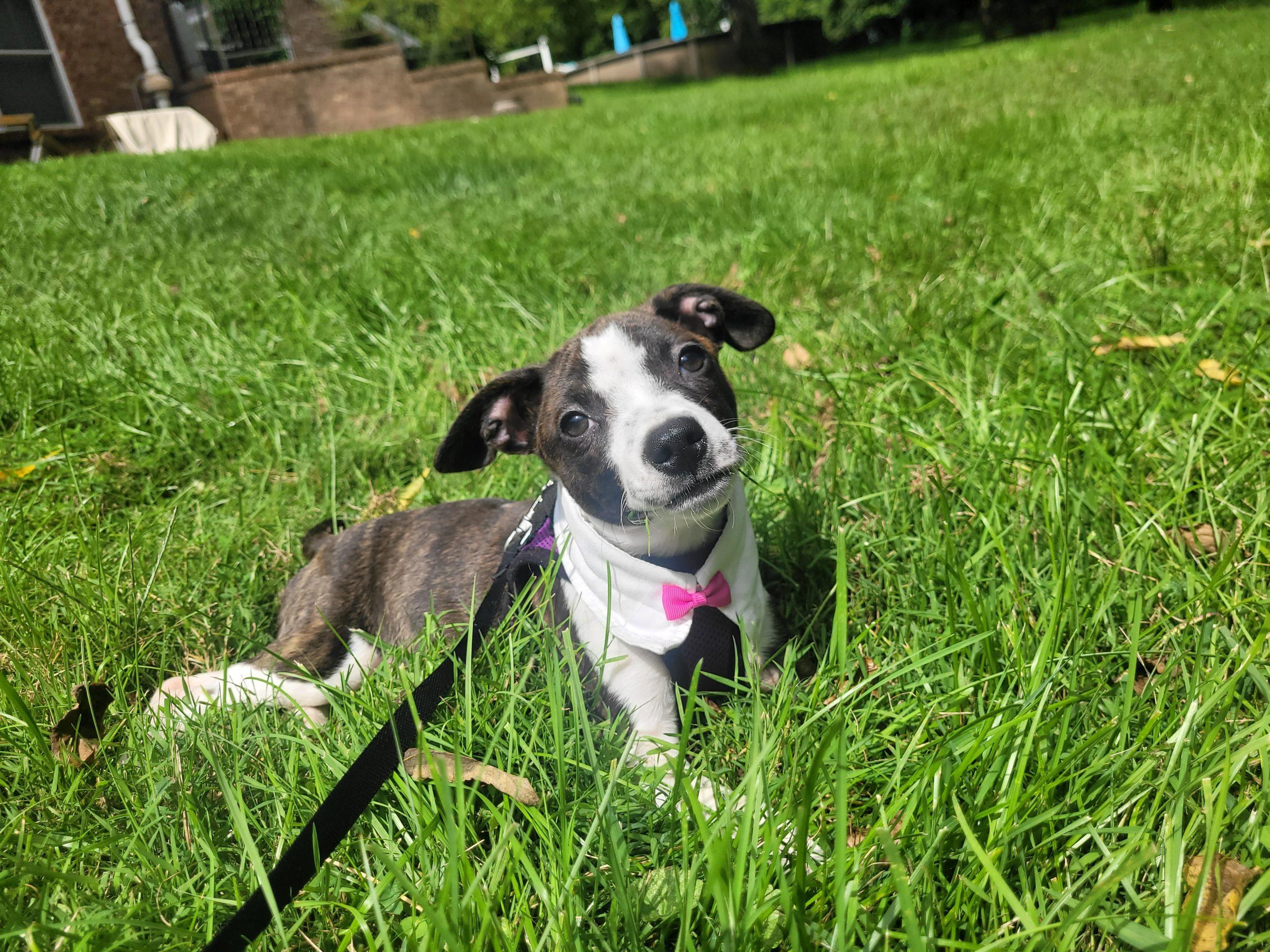 Enlarge Gretchen 5834 D, a Adoptable mixed breed in Frankfort, KY image 5/6