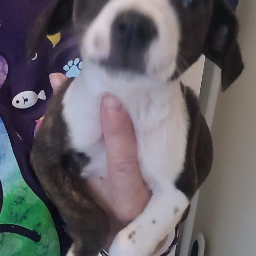 Enlarge Gretchen 5834 D, a Adoptable mixed breed in Frankfort, KY image 5/5