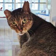 Loni, Adoptable, Young Female Domestic Short Hair.